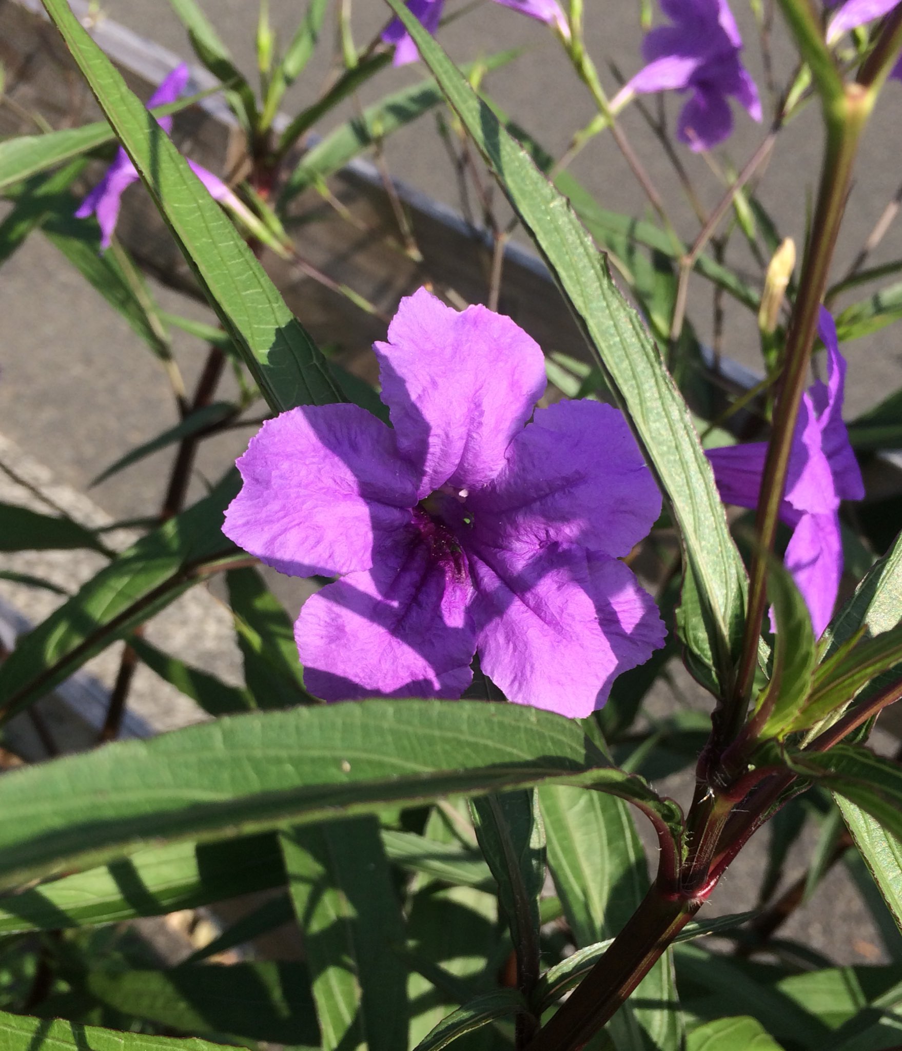 Brittonswildpetunia Twitter Search Twitter