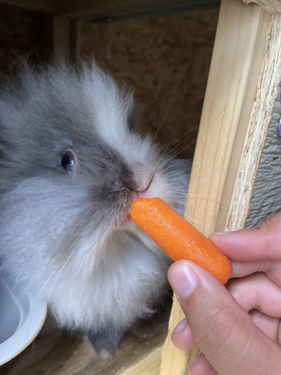 miahyerrick15's tweet photo. Paisley:Winnie:Arlo 
Welcome to the Honey Bee Rabbitry https://t.co/VxXJKA7RUv