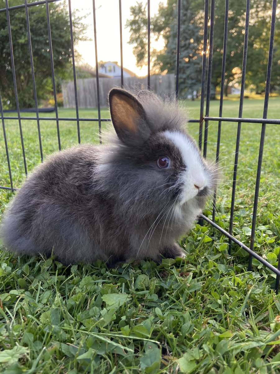 miahyerrick15's tweet photo. Paisley:Winnie:Arlo 
Welcome to the Honey Bee Rabbitry https://t.co/VxXJKA7RUv
