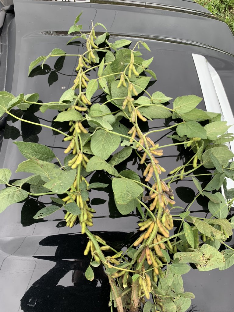 2 bean plants pulled out of row, not consistent across farm but makes me ask what happened in that zone compared to half the farm over, harvest will be interesting #DKB