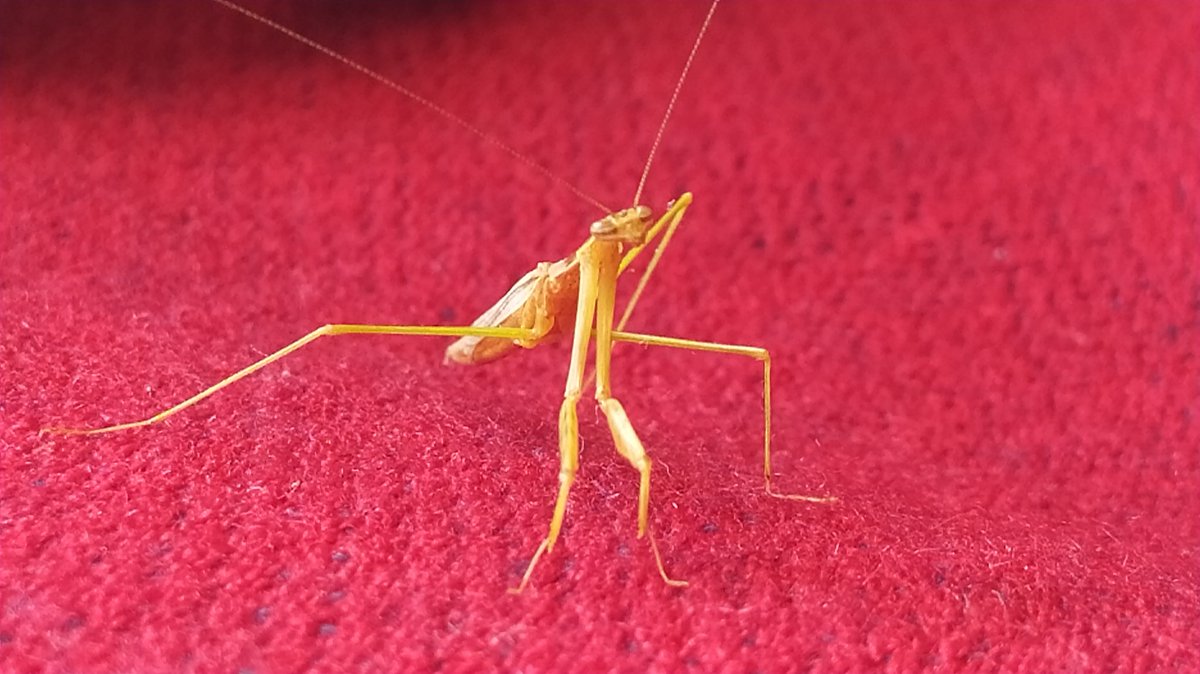 osorioxavier27's tweet photo. ¿Cuál es el nombre científico de este animal? totalmente inofensivo y ¿cómo se llama en tu país? https://t.co/0ykagjNzQE