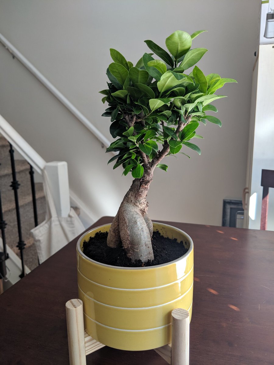 LenardMonkman1's tweet image. Today was probably the first time that I've bought plants lol. Go and check out the new store, Plant Momma in Winnipeg's north end.