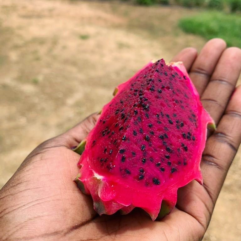 bio_manda's tweet photo. Le fruit du dragon ou pitaya made in Sénégal ! Cultivé au Sénégal ! Est dispo chez mandaBio @biomanda

Plus d'infos sur le fruit en commentaire 👇🏾
Commandes au 771346969 

#pitaya #fruitdudragon #senegal #dakar #sunumbay #madeinsenegal #lekkrek #agriculturebiologique #agriculture https://t.co/K2Ade6HHOr