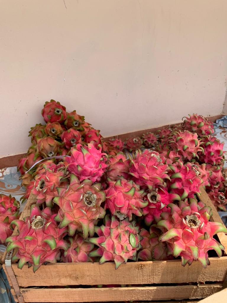 bio_manda's tweet photo. Le fruit du dragon ou pitaya made in Sénégal ! Cultivé au Sénégal ! Est dispo chez mandaBio @biomanda

Plus d'infos sur le fruit en commentaire 👇🏾
Commandes au 771346969 

#pitaya #fruitdudragon #senegal #dakar #sunumbay #madeinsenegal #lekkrek #agriculturebiologique #agriculture https://t.co/K2Ade6HHOr