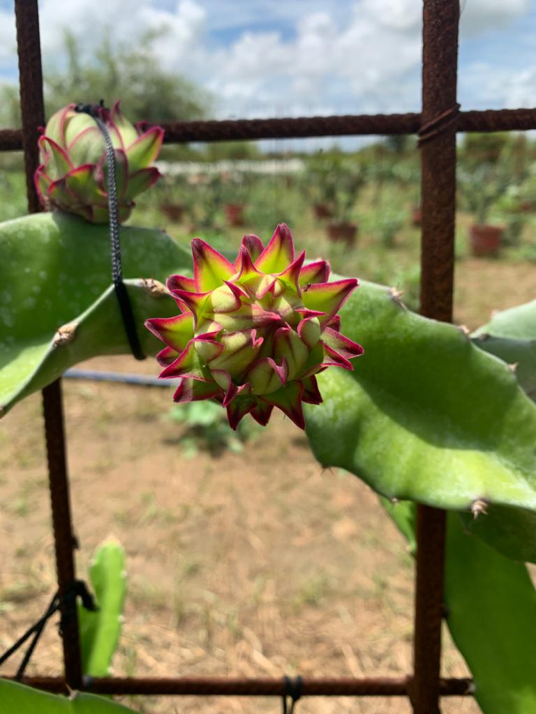 bio_manda's tweet photo. Le fruit du dragon ou pitaya made in Sénégal ! Cultivé au Sénégal ! Est dispo chez mandaBio @biomanda

Plus d'infos sur le fruit en commentaire 👇🏾
Commandes au 771346969 

#pitaya #fruitdudragon #senegal #dakar #sunumbay #madeinsenegal #lekkrek #agriculturebiologique #agriculture https://t.co/K2Ade6HHOr
