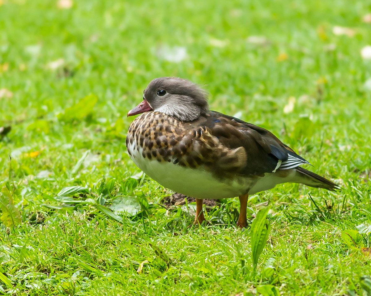 nottmwild's tweet photo. Male and Female Juvenile Mandarin Duck. https://t.co/4QWDx2SPsg