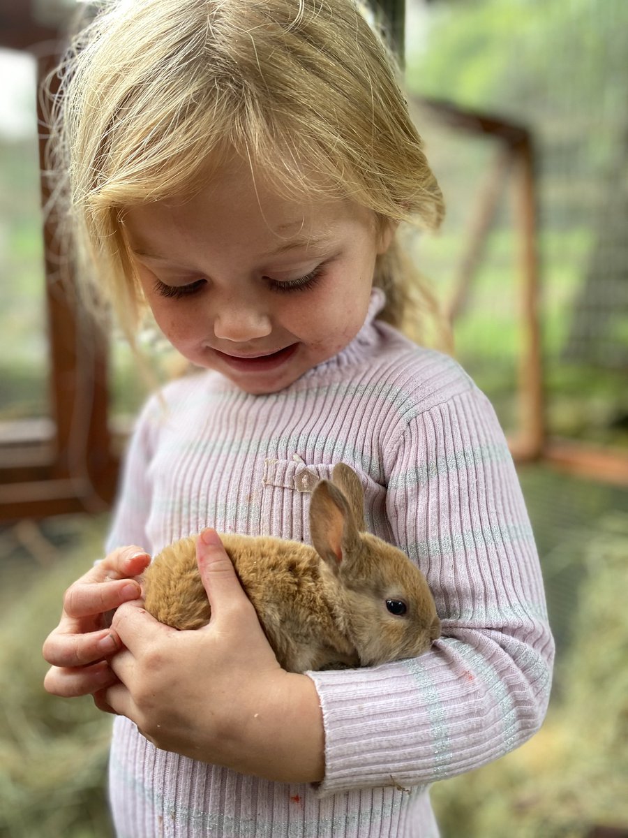 iansmobilefarm's tweet image. Our Rex Rabbit kits growing fast and super cute #rex #rexrabbit #education