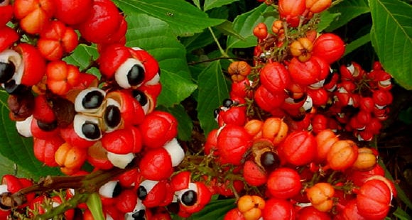 Many people pointed out how the logo looks similar to the Amazon Rainforest fruit guarana.23/