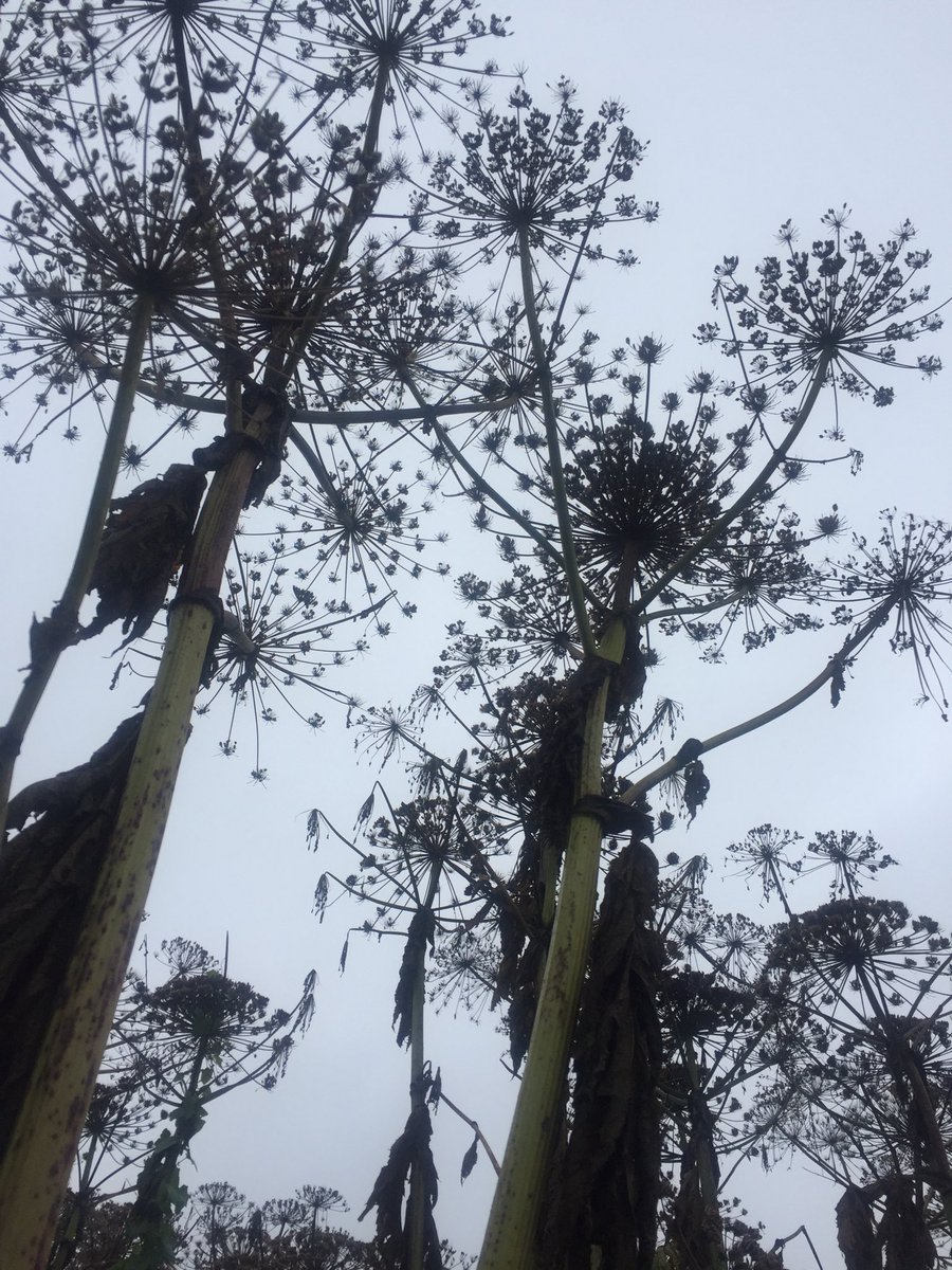 janicemparker's tweet photo. Dancing partners. Weaving in and out. So much bigger than me. Loved being with these giants in there autumnal stripped back stalky glory. #dailypractice #wilddancing #natureinthecity #civicspace https://t.co/uBaKcNTO8l