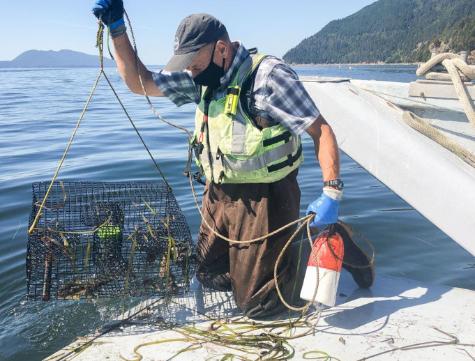 Fight underway against invasive crab in #SamishBay. skagit.ws/32BXiXR