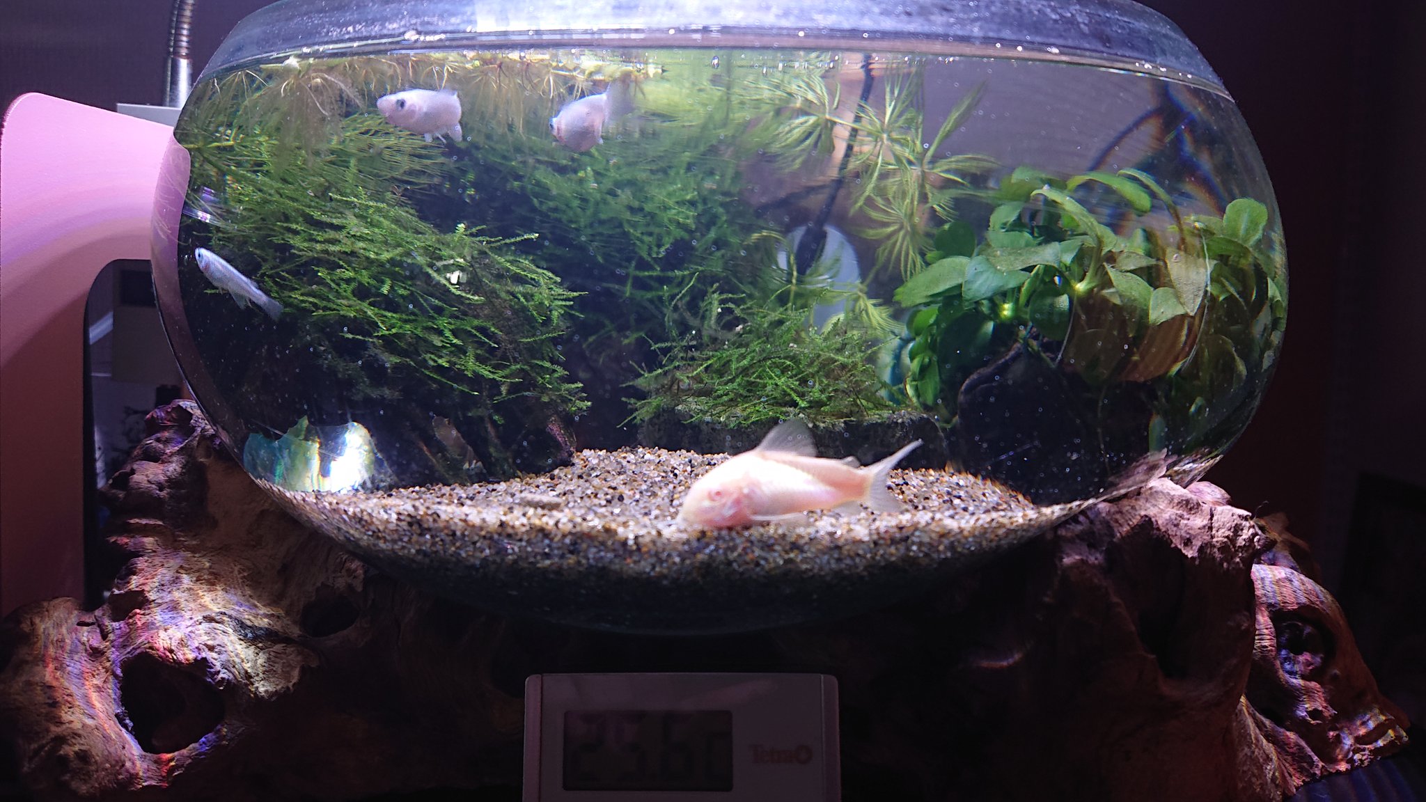 Kent 水換え 掃除をした翌朝が最高に綺麗ですなぁ アクアリウム メダカ水槽 幹之メダカ コリドラス T Co Pv3l50c6ub Twitter