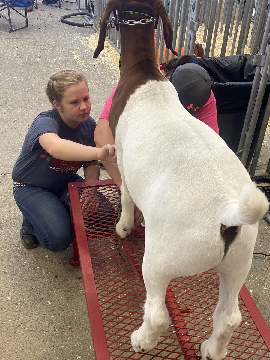 schaaftr's tweet image. Last minute preparations! @NEStateFair