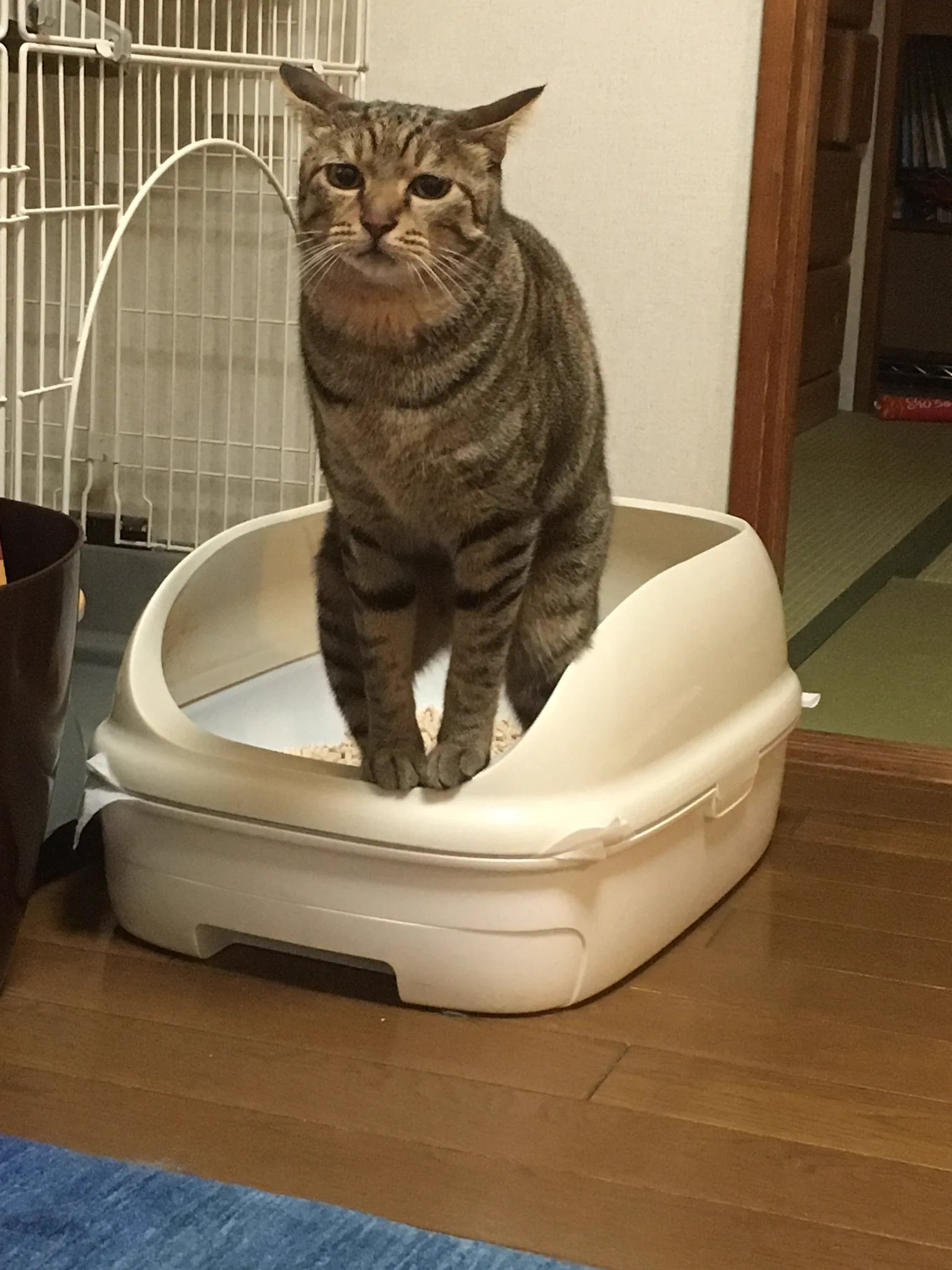 @tomoakikubo FF外から失礼します。
うちの子は一気に老けます。 