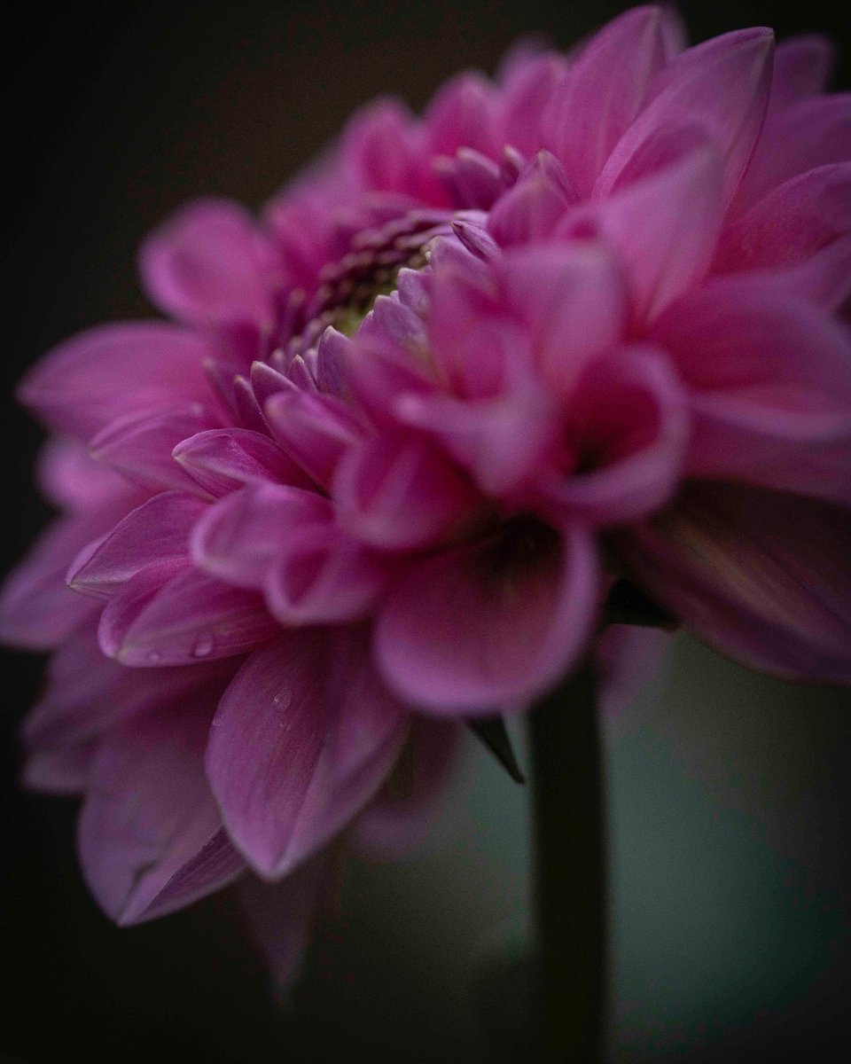 gav_pat's tweet photo. The pink #dahlia back for a second #flourish #gardening #therapy #photography #gettingmethrough #testingtimes #newworld #notasweknewit #futureuncertain #allinthistogether https://t.co/OglNTlW9v8