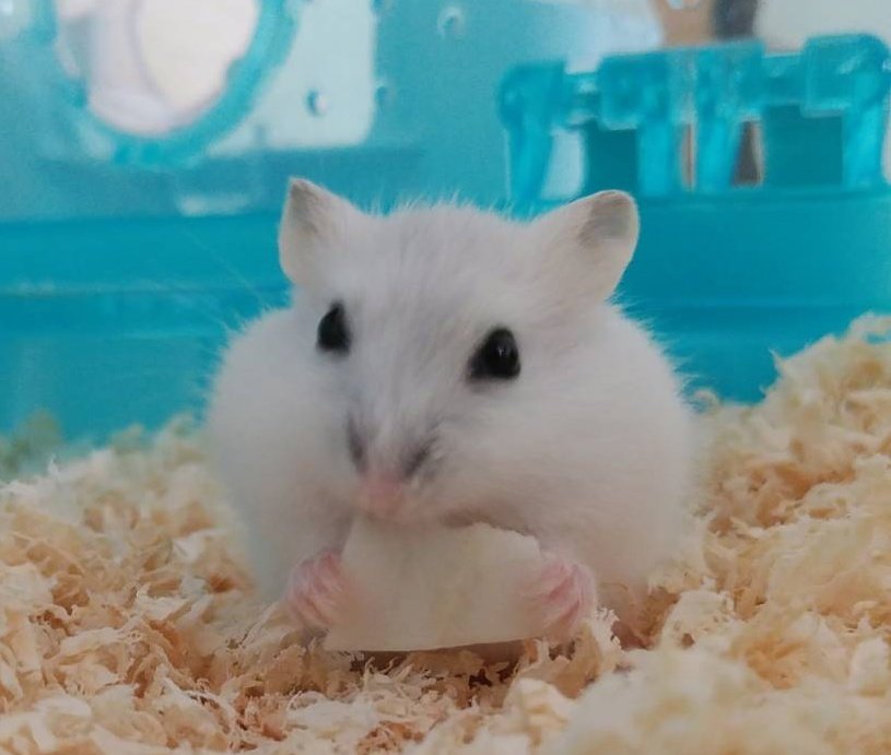 reiri0013's tweet photo. 今朝方眠るようにリン君🐹が旅立ちました
2歳2ヶ月と24日👼
家族🐹で最年長でした💐
前日まで食事量も運動量も変わらず、最期までマイペース
大好きな給水器のに寄り添っていました🍀

我が家に来てくれてありがとう https://t.co/0XUhvPsIOm