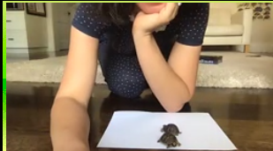 Students4Linos's tweet photo. ok but does your campaign have tiny tortoises 🐢 https://t.co/n1IUImcqLJ