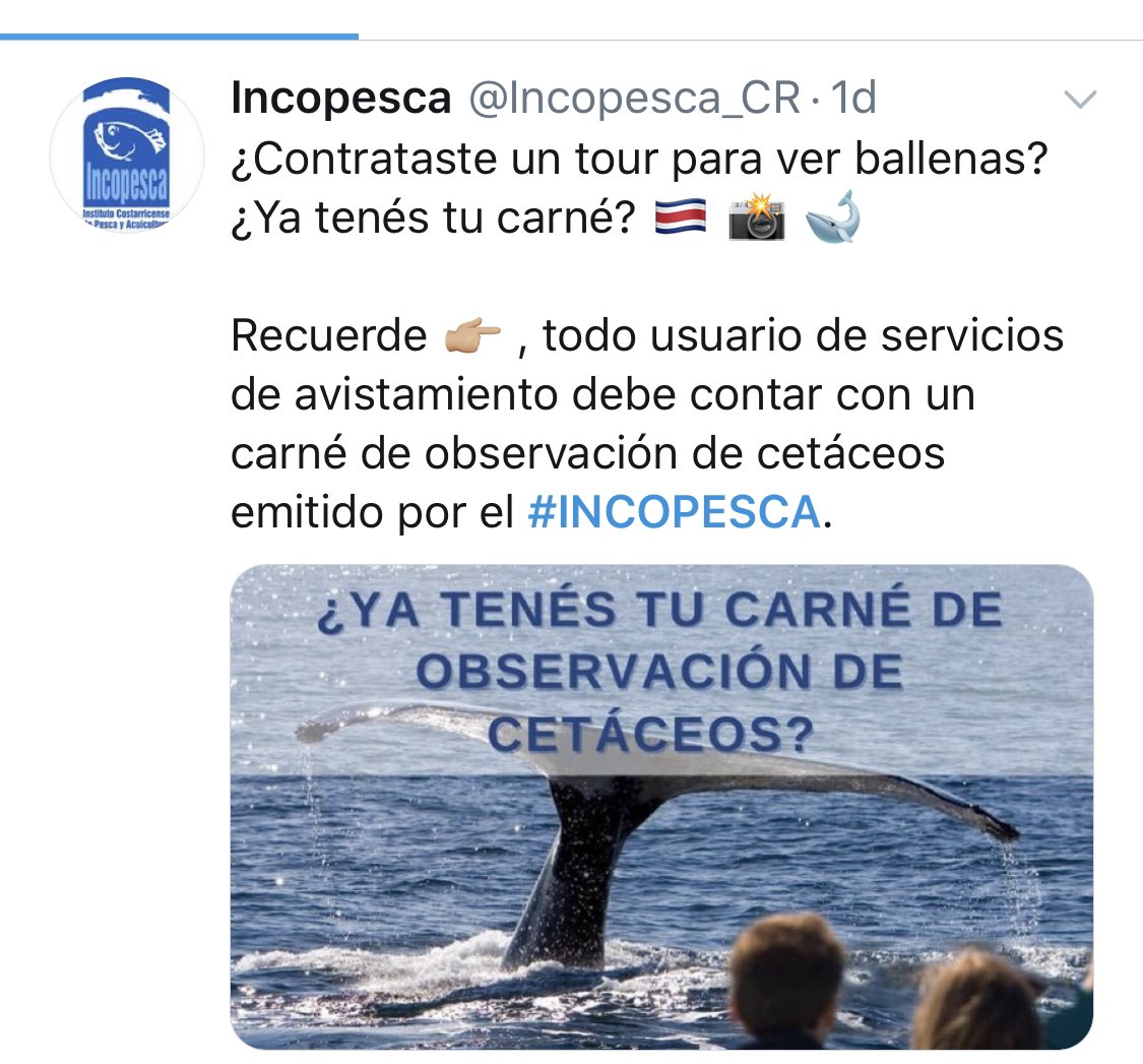 randallvargas's tweet image. Ya lo saben: en caso de estar navegando y se encuentran ballenas, y NO cuentan con el carné de los “genios” de @Incopesca_CR : tápense los ojos!!
He aquí otra flamante estupidez.
No hay día que en esta triste gestión no salga una bestia a sorprendernos con una de sus ocurrencias.