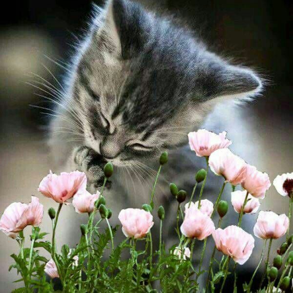 <a href="/Bella_Ely_/">❀👠••►ℰ ℒ ⅈ 👠◄••❀🌷••</a> <a href="/Lily_Tmlily/">°˚♡❀ Lily ❀♡˚°</a> <a href="/insaurraldeh/">⭐POLI⭐ #MGWV⭐</a> <a href="/lumpie125/">lumpie125</a> @jrafael01_ <a href="/nealhailey/">🌹nealhailey🌹</a> <a href="/SiscoMGWV/">🔶️Sisco #1DDrive 113k🔶️</a> @SmartLaycon <a href="/Collinskbett22/">Collins K. Bett</a> <a href="/Zzz__MGWV/">☘ Anna</a> <a href="/byhaluk3/">Alone</a> @adityasingh7865 <a href="/SergioA60798547/">Sergio</a> <a href="/oce2005/">Oce2005</a> <a href="/Hsnklil/">H. Hassan Khalil</a> <a href="/ginestarros/">SuperGina♥️💚♥️</a> <a href="/Therealroland02/">The RAPTOR02,#1DDrive,#TEAMSTALLION</a> <a href="/glenton123/">Mark Glenton/ Mindfrontiers🤵🧐</a> <a href="/saori__/">saori</a> 🌸#FollowsEli
#TMLILY💚

🌹<a href="/Lily_Tmlily/">°˚♡❀ Lily ❀♡˚°</a>  <a href="/Bella_Ely_/">❀👠••►ℰ ℒ ⅈ 👠◄••❀🌷••</a>

<a href="/insaurraldeh/">⭐POLI⭐ #MGWV⭐</a>
<a href="/lumpie125/">lumpie125</a> @jrafael01_
<a href="/nealhailey/">🌹nealhailey🌹</a> <a href="/SiscoMGWV/">🔶️Sisco #1DDrive 113k🔶️</a>
@SmartLaycon
<a href="/Collinskbett22/">Collins K. Bett</a>
<a href="/Zzz__MGWV/">☘ Anna</a>
<a href="/byhaluk3/">Alone</a>
<a href="/Lambordini_/">Luca Lambordi</a>
@adityasingh7865
<a href="/SergioA60798547/">Sergio</a> <a href="/oce2005/">Oce2005</a>
<a href="/Hsnklil/">H. Hassan Khalil</a> <a href="/ginestarros/">SuperGina♥️💚♥️</a>
<a href="/Therealroland02/">The RAPTOR02,#1DDrive,#TEAMSTALLION</a>
<a href="/glenton123/">Mark Glenton/ Mindfrontiers🤵🧐</a> <a href="/Saori__/">saori</a>