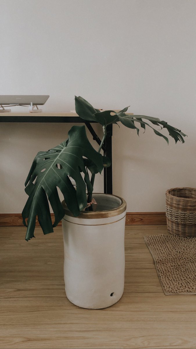 akoposimarcelo's tweet photo. Flex ko lang yung monstera plant na niregalo sa akin ng MGF Family! https://t.co/cX8xuK6BXk