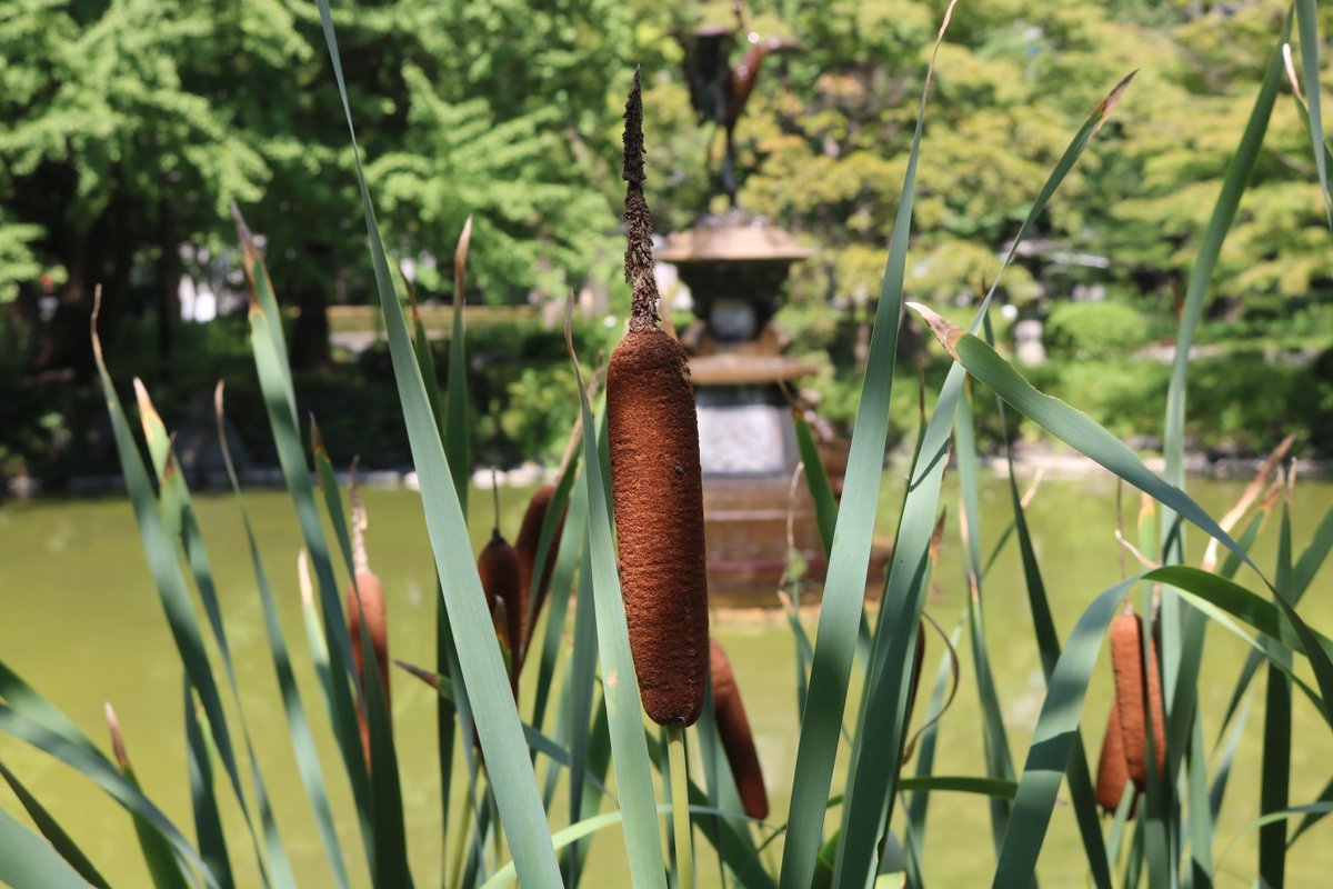 ガマの花 Twitter Search