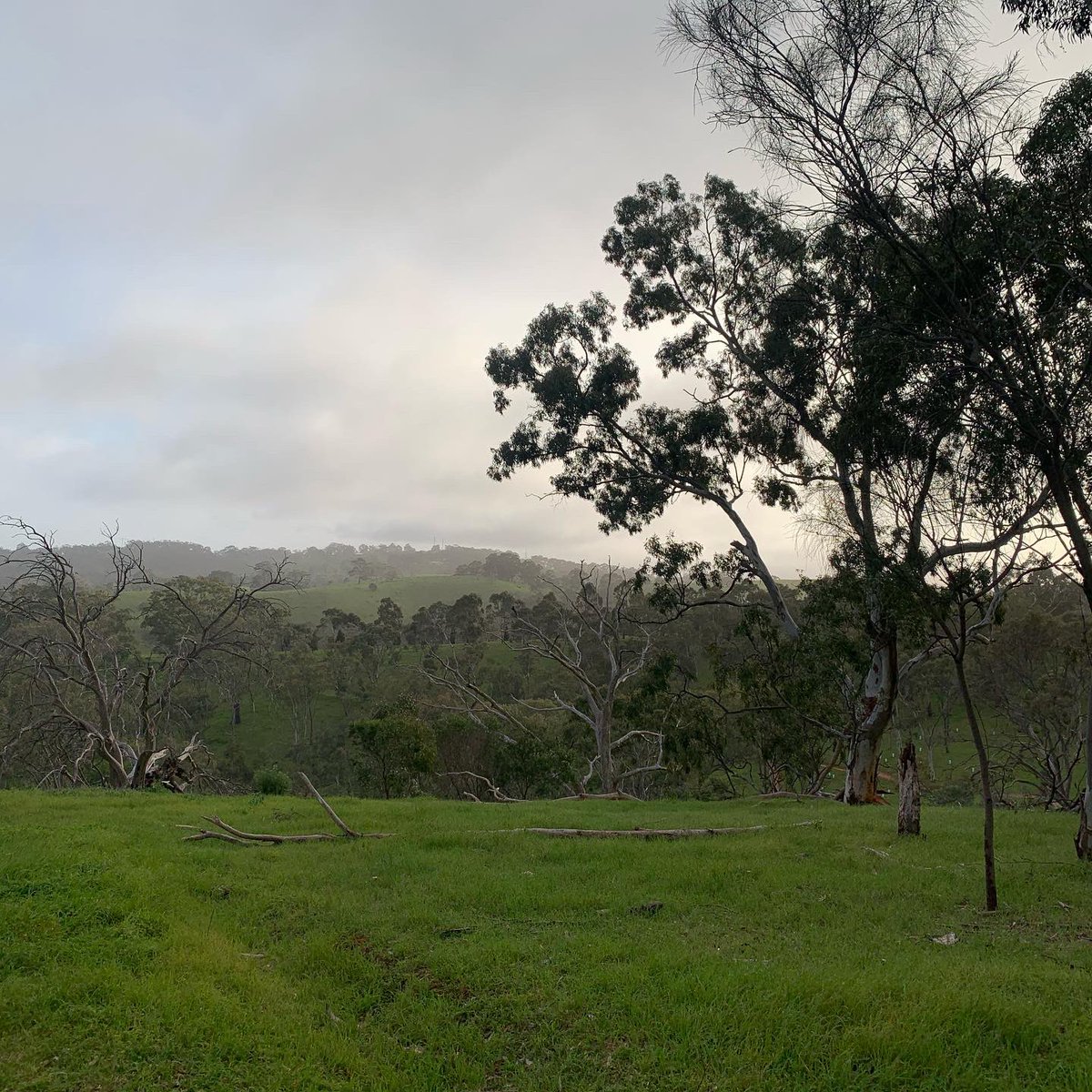 Daily Move. Well winter appears to have returned to Adelaide, at least the rain held off. Did you know that a 30 minute walk can help with digestion. Have you moved today? #moveot #DailyMove #motivate #recover #develop #MAINTAIN