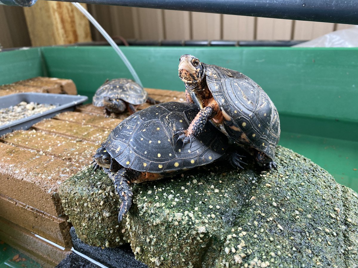 Images Of キボシイシガメ Japaneseclass Jp