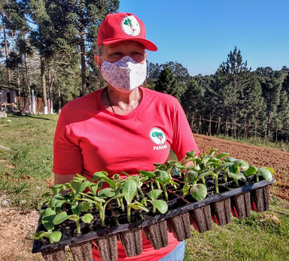 MST_Oficial's tweet photo. 🚩✊🏾🌻🌾Voluntários e famílias Sem Terra iniciam uma agrofloresta e plantam hortaliças e abóbora, tudo orgânico, para abastecer a produção das marmitas solidárias em Curitiba (PR).

📸Giordano Bruno Prates, Daiane Prado e Ednubia Ghisi.

#AlimentoSaudávelÉumDireito #ForaBolsonaro https://t.co/u0vtvOkO43