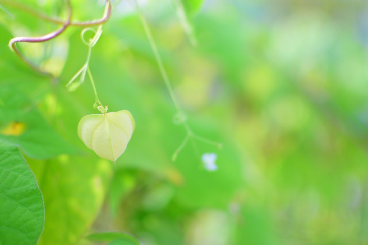 ぴょん Feelin Groovy ふうせんかずら 子供の時 うちによくあったな 種がね 丸くて黒いのだけれど白い の部分もあってね そこに顔を書いて遊んでいた子供のころ かわいいよね ゆるふわフォト