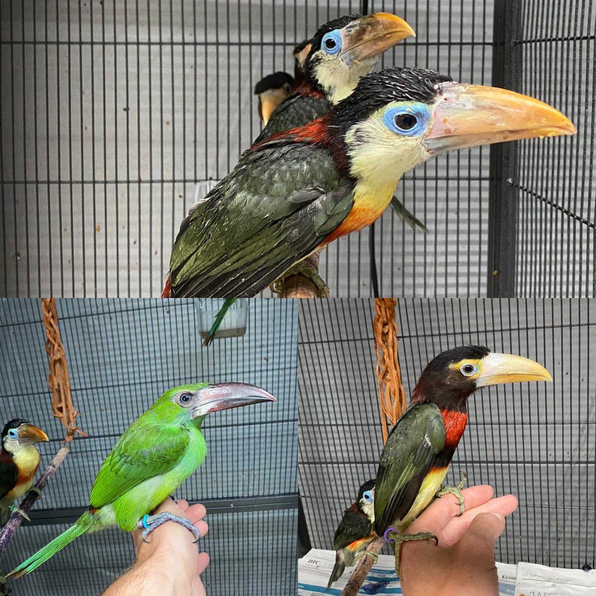 鳥のいるカフェ谷中本店 on X: 