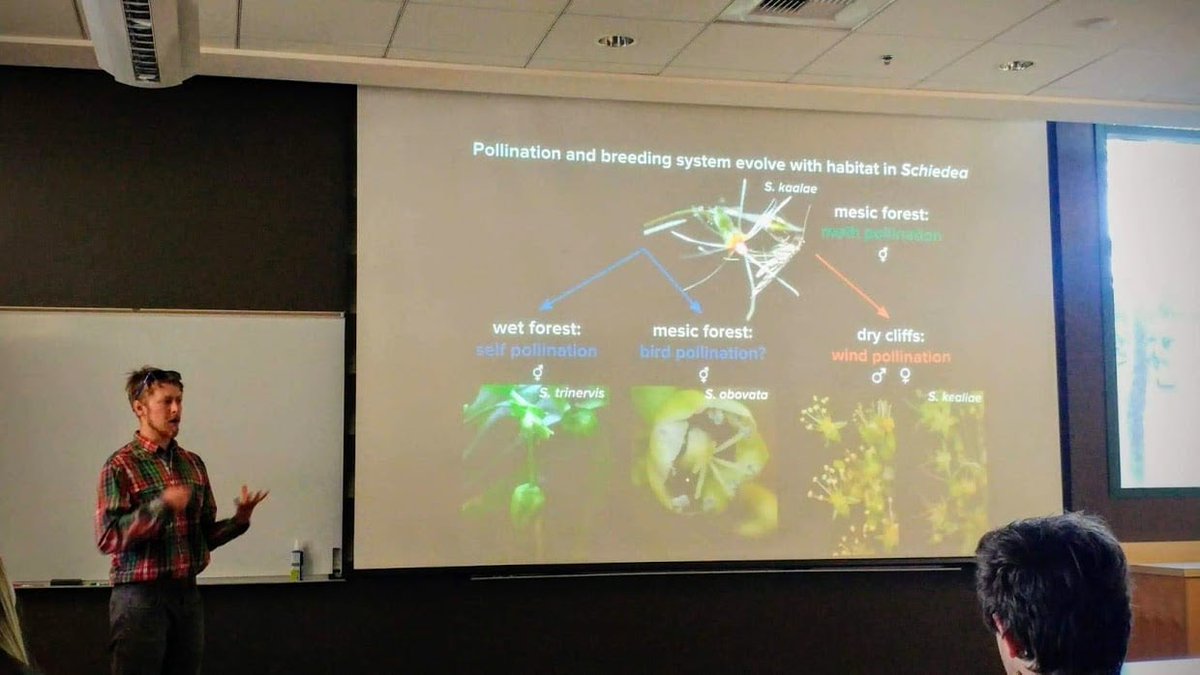Do you know something about apetalous Hawaiian hermaphrodites? Gracefully looping micromoths? What "purple" smells like? Find out at my PhD defense on floral scent evolution, Tuesday at 1 PM PDT! DM or reply for Zoom link or recording.