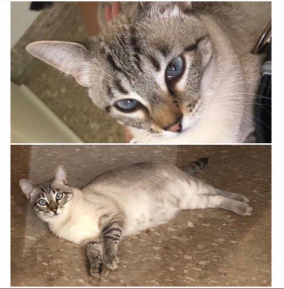 RodamonsDeRubi's tweet image. Gata perdida este jueves por la zona de CAN FATJO/CAN XERCAVINS.
 Responde al nombre de Missy. Si alguien la ve llamad al 648 84 86 30