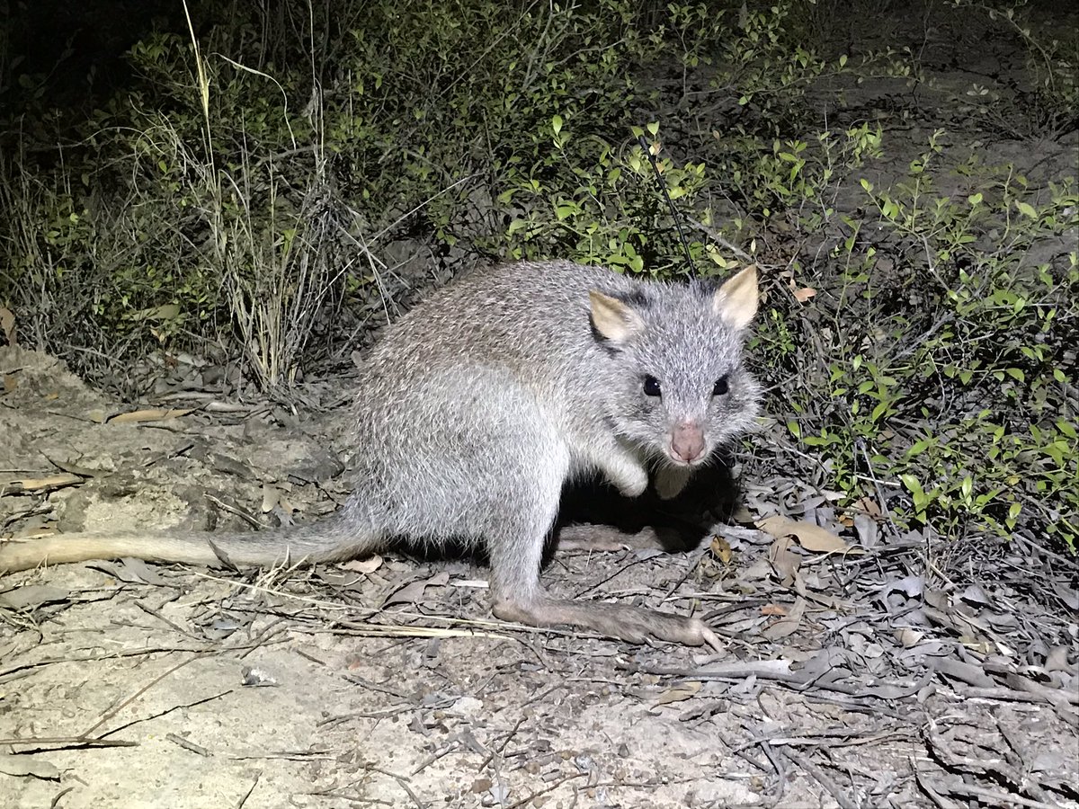 Follow <a href="/wild_tash/">Natasha Ryan</a> for all things rufous #bettongs (ie rat kangaroos, or as I affectionately call them, #PigRats for their cute grunting noises) and their role on #grazing land. #MovementEcology #EcosystemEngineer #LittleDiggers #Wambiana #Trex