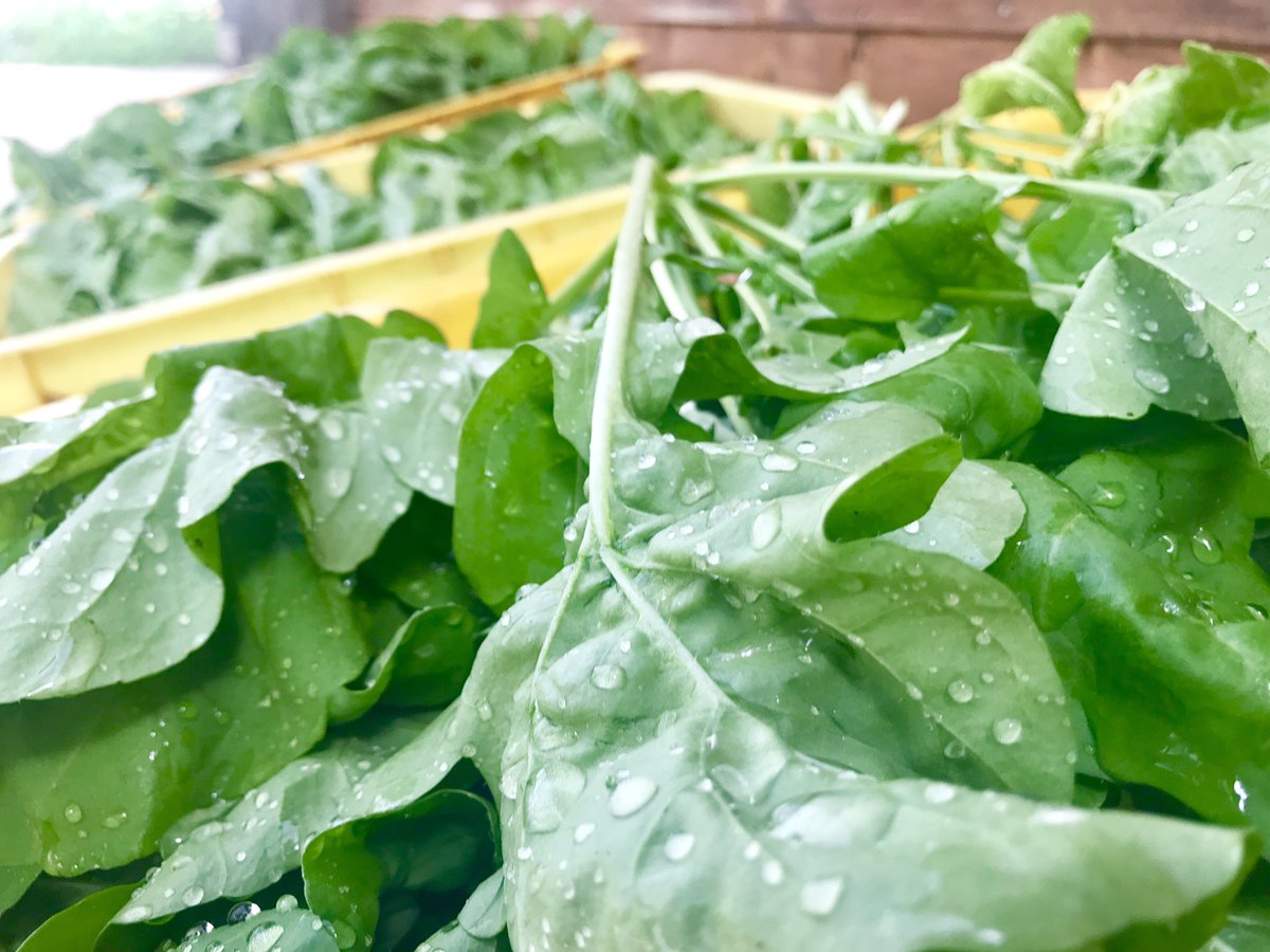 大多喜ハーブガーデン ルッコラ 収穫したて ほうれん草のように茹でて 麺つゆとマスタードで和えると美味しいですよ ルッコラ詰め放題 中央広場 かき氷ブース隣 一袋500円 10 00 無くなり次第終了 夏の日曜日 皆さまにいい思い出ができます