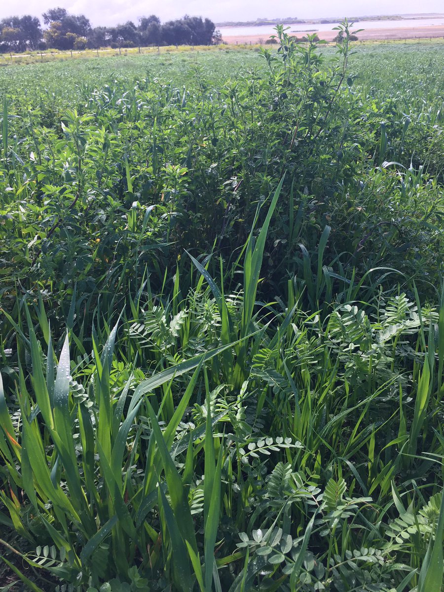 Just out checking my Oats, Vetch and Lucerne hay mix coming along very well. Trying to work out wether to graze it, make silage or hay out of it. #weekendfarmer @CultivateFarms