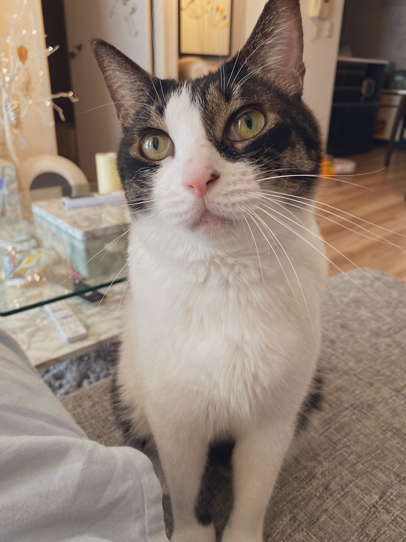 響介 ご報告 昨晩珍しく 曲が書けないどうしよう というツイートをしましたが 今朝 無事締め切りに間に合いました 一体何をしたかというと 現実逃避で猫を愛でようとしたら 仕事を終えてない奴に我らを愛でる権利があるとでも みたいな顔