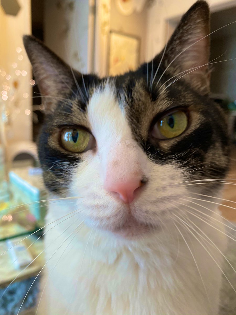 響介 ご報告 昨晩珍しく 曲が書けないどうしよう というツイートをしましたが 今朝 無事締め切りに間に合いました 一体何をしたかというと 現実逃避で猫を愛でようとしたら 仕事を終えてない奴に我らを愛でる権利があるとでも みたいな顔