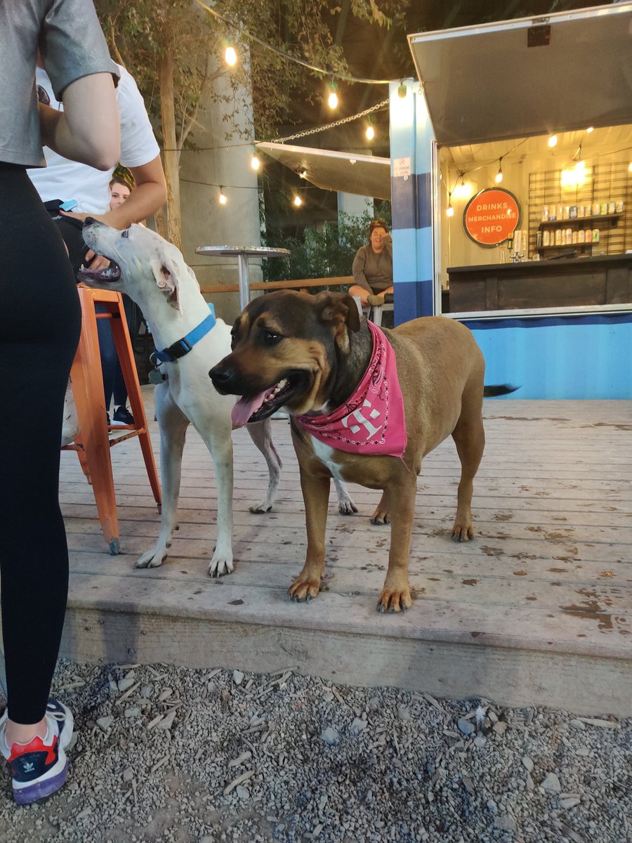 airquotesdnb's tweet photo. Spotted in the wild! @TMobile #dogsoftmobile #dogsoftwitter https://t.co/vUOL4uZDtL