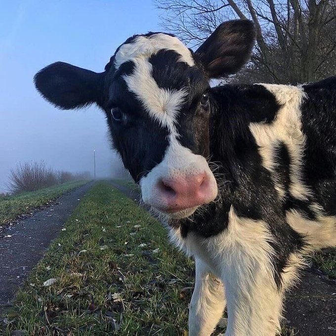 Here’s a thread of all the baby cows in my camera roll in case you ever feel sad/down<3