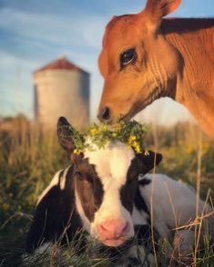 Here’s a thread of all the baby cows in my camera roll in case you ever feel sad/down<3