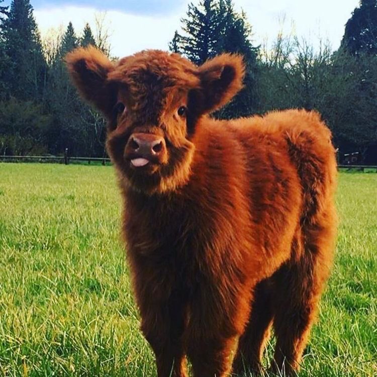 Here’s a thread of all the baby cows in my camera roll in case you ever feel sad/down<3