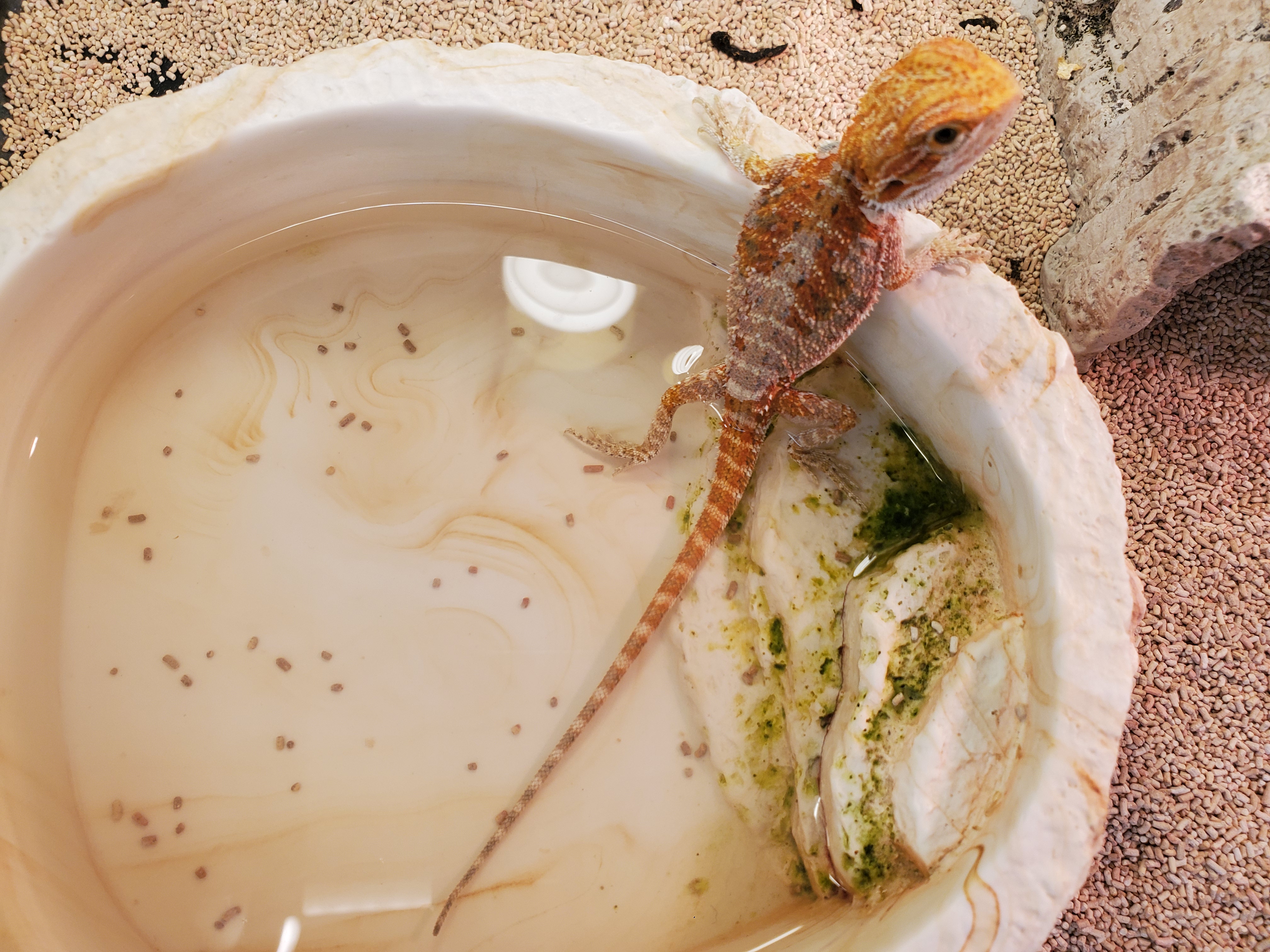 Uzivatel サンペット盛岡本宮店 Na Twitteru フトアゴさん 水浴び中です とっても気持ちよさそうです フトアゴヒゲ トカゲ 目がくりくり 爬虫類 フトアゴさん サンペット盛岡本宮店 T Co Ncfc1q91 Twitter