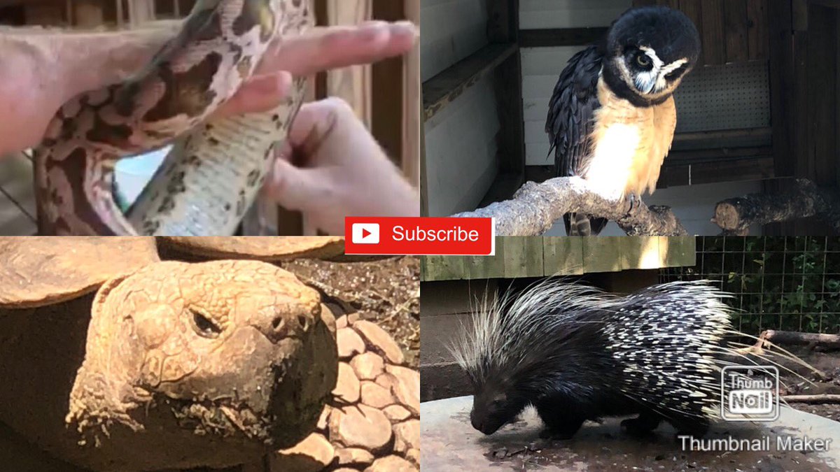 HelpfulLiving's tweet image. Calming things to do during Covid youtu.be/HN54f5qFFeo North Georgia Petting Zoo Cleveland, GA