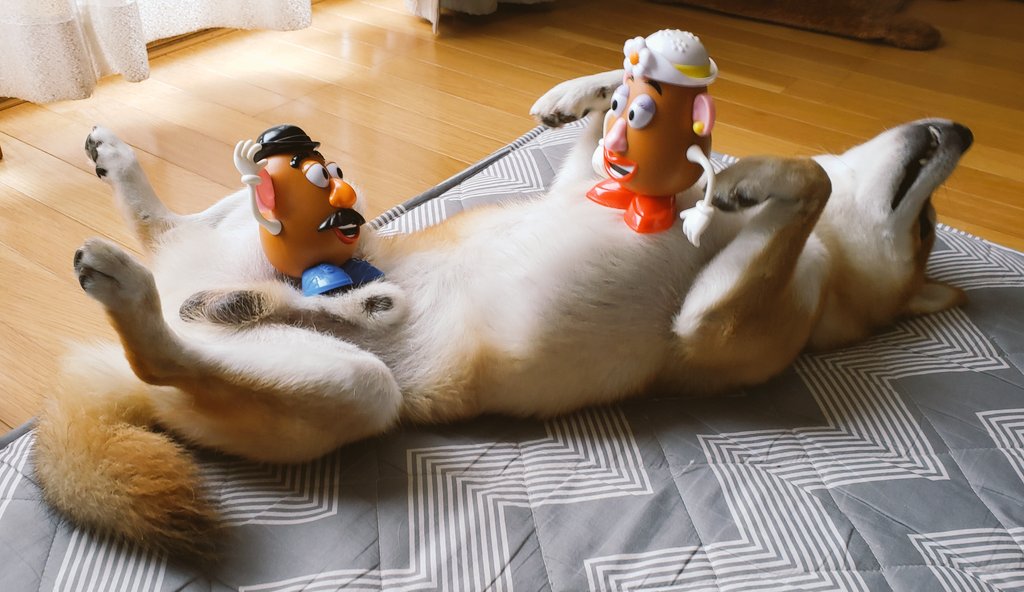 さぶろう まったり日曜日 ミスター ミセスがまた遊びに来たw さぶのお腹に乗ってはしゃいでたら落とされたぁ Www 柴犬 Shibainu イケメン犬の休日 ミスター ポテトヘッド ミセス ポテトヘッド T Co Fbbbftptmy Twitter さぶろう まったり日曜日 ミスター ミセスがまた遊びに来たw さぶのお腹に乗ってはしゃいでたら落とされたぁ Www 柴犬 Shibainu イケメン犬の休日 ミスター ポテトヘッド ミセス ポテトヘッド T Co Fbbbftptmy Twitter