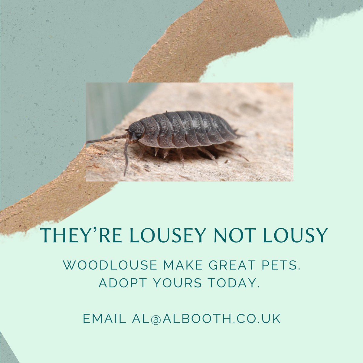 alboothcreates's tweet photo. My daughter is stirring for a 3am feed. I’m just playing with ideas. Then I saw a woodlouse on the patio. Creativity is silliness with meaning. #creative https://t.co/Tx76XdEutI