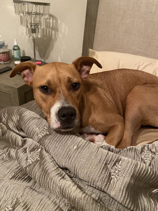 She knows that she&rsquo;s allowed on the bed for a little bit before she goes into her crate at night so she<a href="/tag/tittytuesday"class="tags"><span>#tittytuesday</span></a><a href="/tag/titsouttuesday"class="tags"><span>#titsouttuesday</span></a>