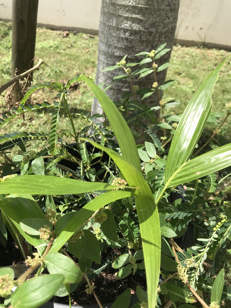 Máire Sogabe tweet media