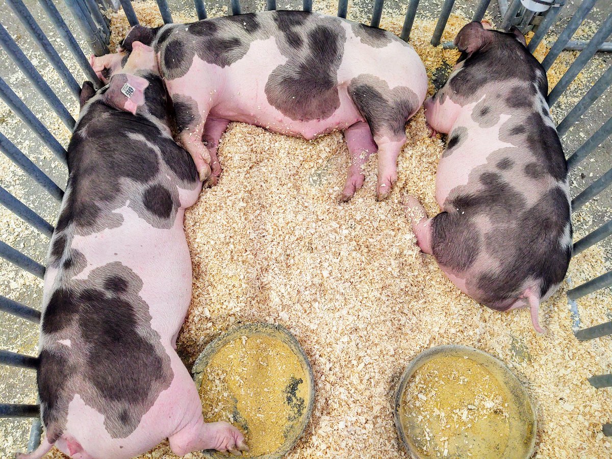 Chris Kotulak (@chriskotulak) on Twitter photo Do not adjust your screens. Yes those are spotted pink pigs. These, and other adorable creatures at the Nebr State Fair at Fonner Park. <a href="/NEStateFair/">Nebraska State Fair</a> <a href="/NebraskaTourism/">Visit Nebraska</a> <a href="/SeeGrandIsland/">Visit Grand Island</a> <a href="/FonnerRacing/">Fonner Park Racing</a> <a href="/HallCountyFair/">Hall County Fair</a> <a href="/hecgrandisland/">Heartland Events Center</a> Do not adjust your screens. Yes those are spotted pink pigs. These, and other adorable creatures at the Nebr State Fair at Fonner Park. <a href="/NEStateFair/">Nebraska State Fair</a> <a href="/NebraskaTourism/">Visit Nebraska</a> <a href="/SeeGrandIsland/">Visit Grand Island</a> <a href="/FonnerRacing/">Fonner Park Racing</a> <a href="/HallCountyFair/">Hall County Fair</a> <a href="/hecgrandisland/">Heartland Events Center</a>