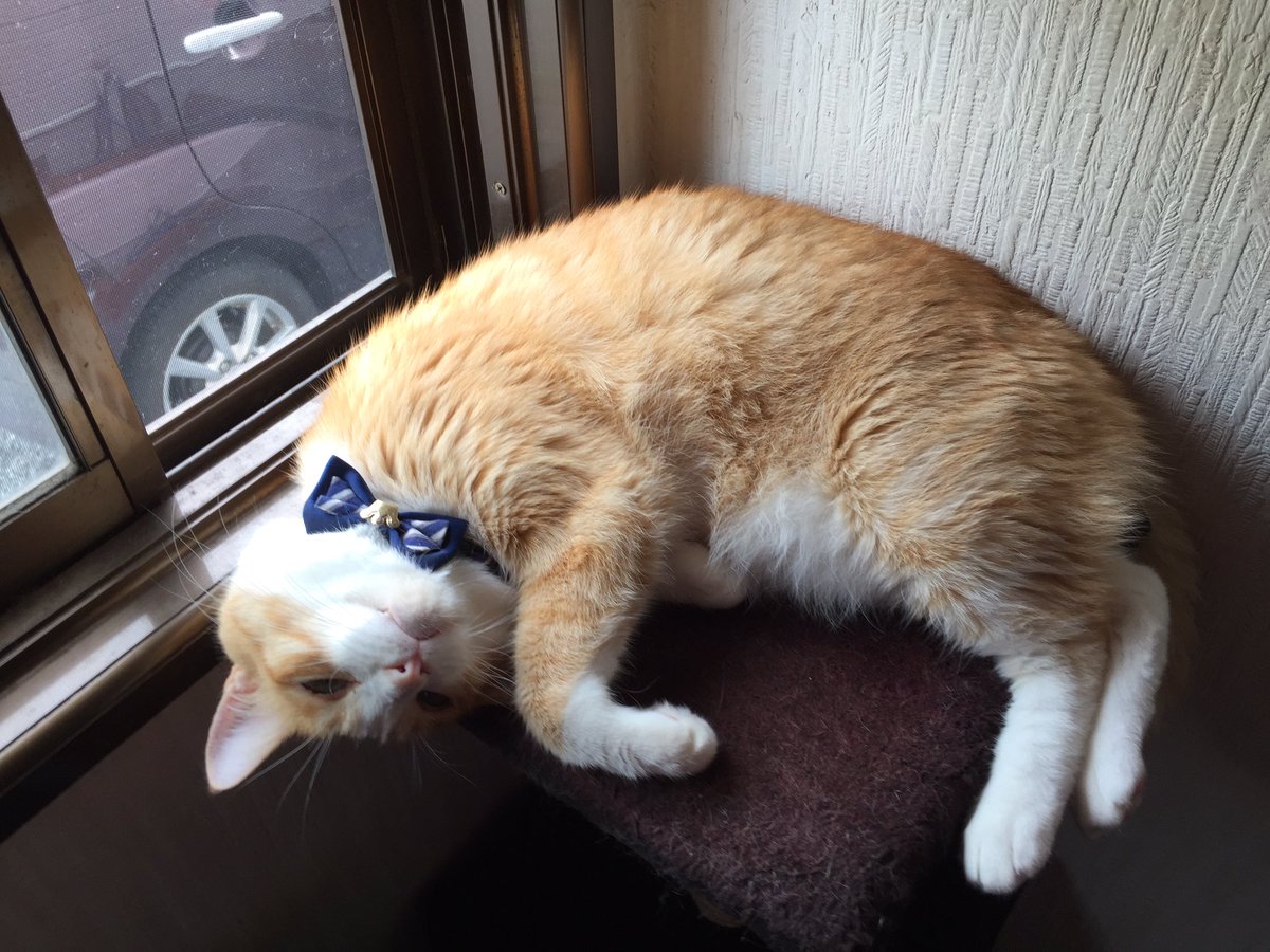 猫と四つ葉のクローバー🍀 (@4clover_cats) / Posts / X