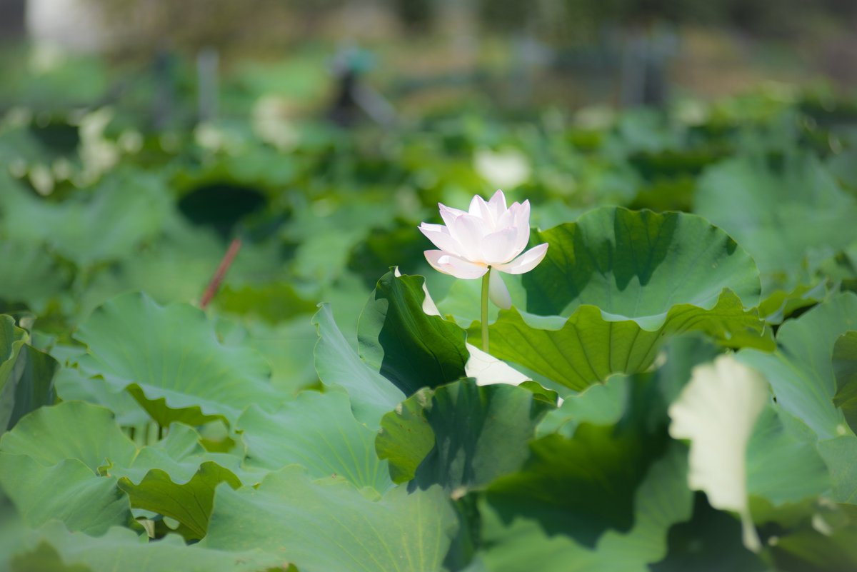 Ma Yan 蓮 蓮根畑 4 今日のお花は蓮 蓮 蓮根 Lotus はちす 茨城 白い花 今日の花 Flowers T Co H6ppoagw90 Twitter