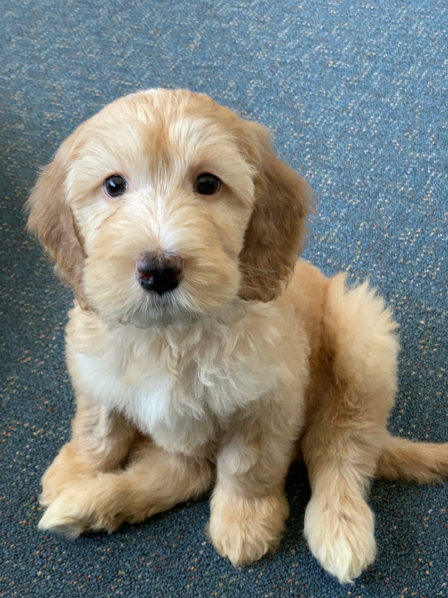 WARATAHWESTPS's tweet photo. Meet Barney the newest member of the WWPS family. We are incredibly grateful to Charlotte @ https://t.co/S6OIwiRF9A. Their generosity in donating Barney, and assisting with training etc, is just amazing. #tamaruke #LoveWhereYouWork #DogsofTwittter https://t.co/DkTxe8L9jt